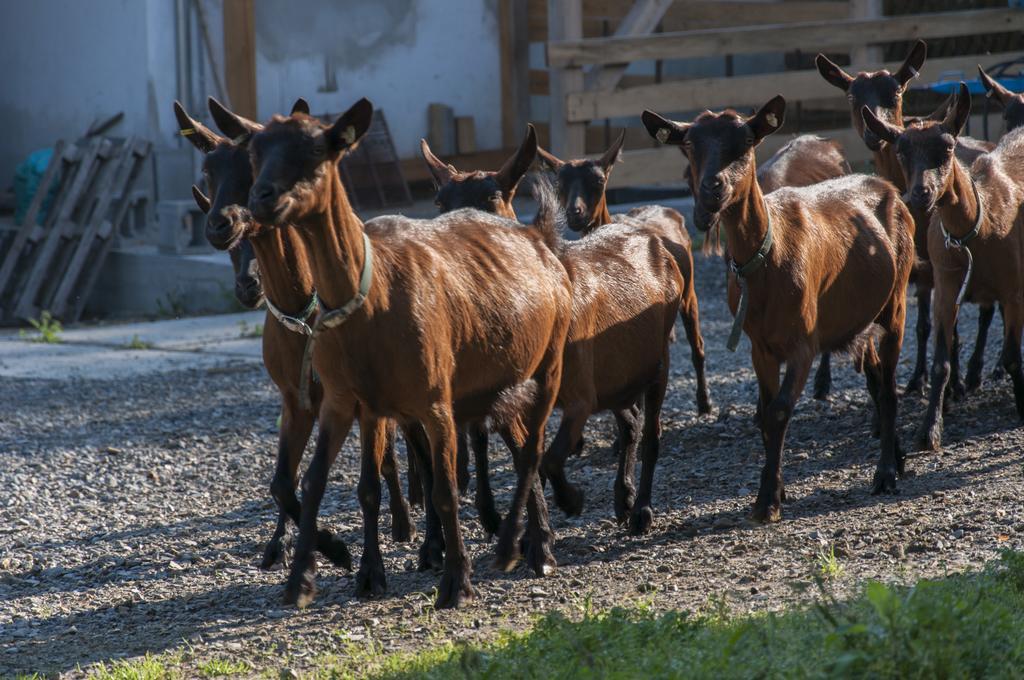 Agroturistika kozí farma Rožnov pod Radhoštěm Roznov pod Radhostem Exterior foto