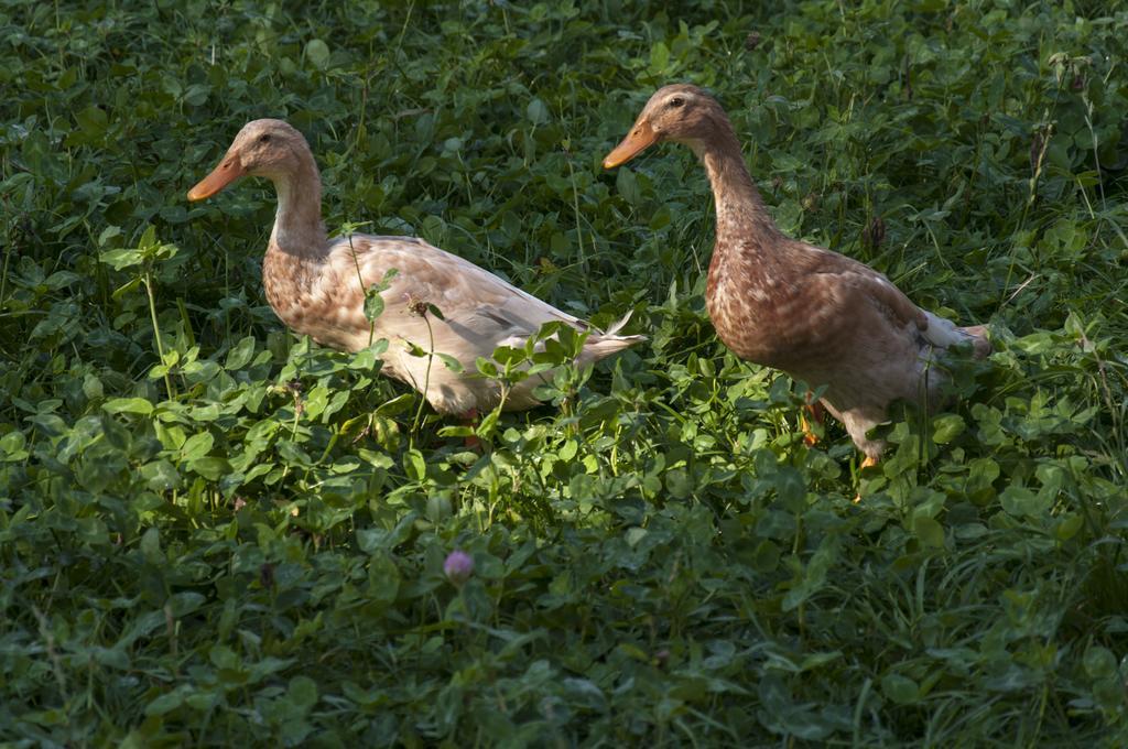 Agroturistika kozí farma Rožnov pod Radhoštěm Roznov pod Radhostem Exterior foto